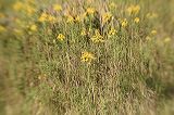 img_6956